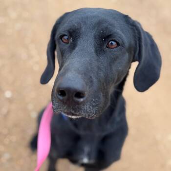 Black Labrador Retriever and Mixed Breed Dogs Available for Adoption - Connal | PetCurious
