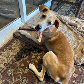 Lovie -  Mixed Breed Dog for Adoption in Tunica, Mississippi - Lovie | PetCurious