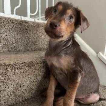 Simba -  Mixed Breed Dog for Adoption in Buffalo, Minnesota - Simba | PetCurious