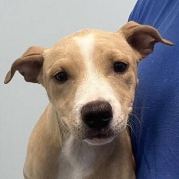Lexi -  Hound Dog for Adoption in Albany, New York - Lexi | PetCurious