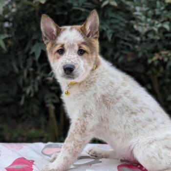 Shiba Inu and Australian Cattle Dog Blue Heeler Dogs Available for Adoption - Peter Cottontail 02-2532 | PetCurious