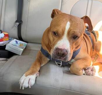 Terrier Dogs Available for Adoption in Fort Lauderdale, Florida - APOLLO MURAT | PetCurious