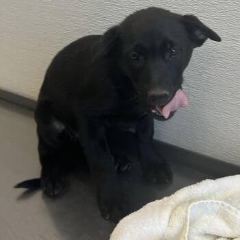 107786 -  Mixed Breed Dog for Adoption in Las Cruces, New Mexico - 107786 | PetCurious