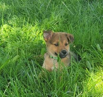 Golden Retriever and Australian Kelpie Dogs Available for Adoption in Germantown, Ohio - Balderdash | PetCurious