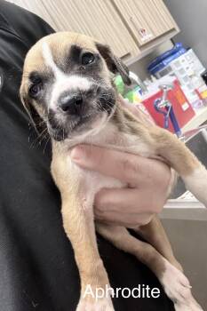 Staffordshire Bull Terrier and Labrador Retriever Dogs Available for Adoption - Aphrodite | PetCurious