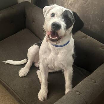 Harvey -  Mixed Breed Dog for Adoption in Chattanooga, Tennessee - Harvey | PetCurious