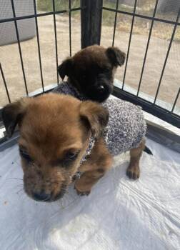 Chihuahua Dogs Available for Adoption in Bothell, Washington - Zac | PetCurious