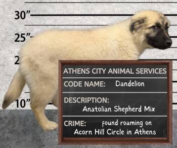 Anatolian Shepherd and Shepherd Dogs Available for Adoption in Athens, Alabama - DANDELION | PetCurious