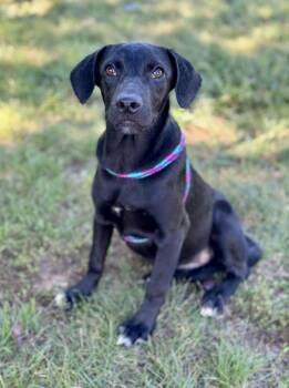 Rescue Labrador Retriever and Hound Dogs for Adoption in Harrisburg, North Carolina - Zinnia Chester (CONC-A-8960) | PetCurious