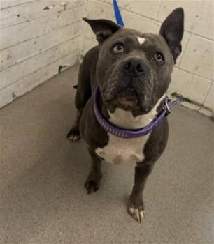 GABRIELLA -  Pit Bull Terrier Dog for Adoption in San Bernardino, California - GABRIELLA | PetCurious