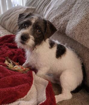 Shih Tzu and Jack Russell Terrier Dogs Available for Adoption - Obie  | PetCurious
