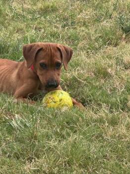 Cookie -  Hound Dog for Adoption in Temple, Texas - Cookie | PetCurious