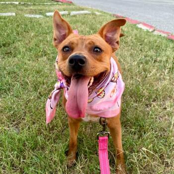 Ray Ray -  Terrier and Chihuahua Dog for Adoption in Austin, Texas - Ray Ray | PetCurious