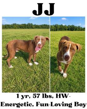 JJ -  American Bulldog Dog for Adoption in Albany, Georgia - JJ | PetCurious