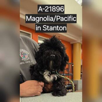 WAGS-Stray-21896 -  Maltese and Poodle Dog for Adoption in Westminster, California - WAGS-Stray-21896 | PetCurious