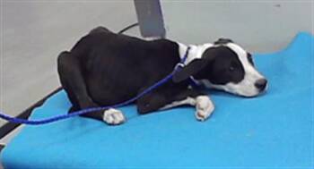 A2098327 -  Husky and Mixed Breed Dog for Adoption in Houston, Texas - A2098327 | PetCurious
