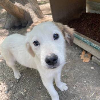 Parson Russell Terrier and Lakeland Terrier Dogs Available for Adoption in Andover, Massachusetts - Parker Sweetpea | PetCurious