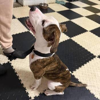 Mickey -  Pit Bull Terrier Dog for Adoption in Groveland, Massachusetts - Mickey | PetCurious