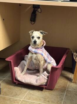 Rescue Chihuahua Dogs for Adoption in Duluth, Minnesota - Lily | PetCurious