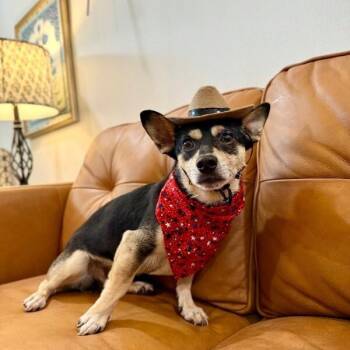 Chihuahua and Miniature Pinscher Dogs Available for Adoption in Friendswood, Texas - Little Fred The Tiny But Mighty Cutie | PetCurious