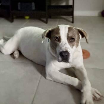Pit Bull Terrier Dogs Available for Adoption in Austin, Texas - Apple Dumpling | PetCurious