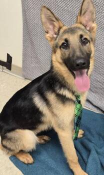Sailor -  German Shepherd Dog Dog for Adoption in Hamilton, Ohio - Sailor | PetCurious