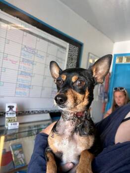 Garthim -  Miniature Pinscher and Chihuahua Dog for Adoption in Carson City, Nevada - Garthim | PetCurious