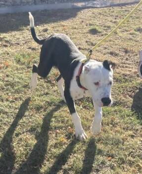 Axel -  Pit Bull Terrier Dog for Adoption in Thornton, Colorado - Axel | PetCurious