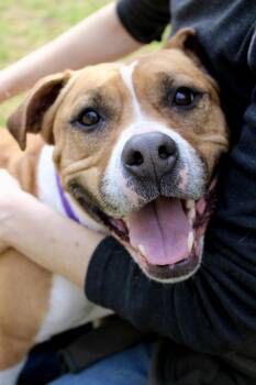 Pit Bull Terrier and American Bulldog Dogs Available for Adoption in Delhi, New York - Maya | PetCurious