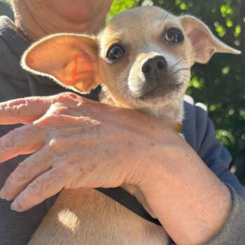 Judy -  Chihuahua Dog for Adoption in Traverse City, Michigan - Judy | PetCurious
