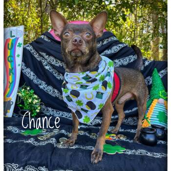 Rescue Chihuahua Dogs for Adoption in Sebring, Florida - Chance | PetCurious