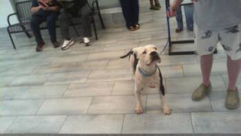 MOO MOO -  Pit Bull Terrier Dog for Adoption in Charlotte, North Carolina - MOO MOO | PetCurious