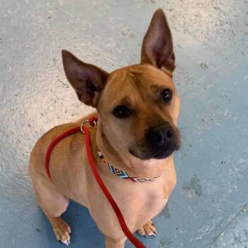 Rescue Pit Bull Terrier Dogs for Adoption in Wichita, Kansas - Jingle | PetCurious