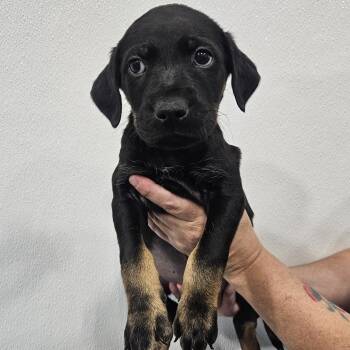 Vader -  Wirehaired Terrier and Labradoodle Dog for Adoption in Kalamazoo, Michigan - Vader | PetCurious