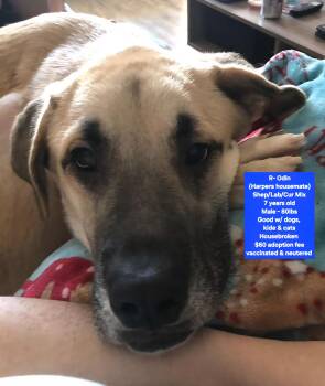 Shepherd and Labrador Retriever Dogs Available for Adoption - R- Odin | PetCurious