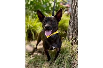 Wonka -  Miniature Pinscher Dog for Adoption in Palo Alto, California - Wonka | PetCurious