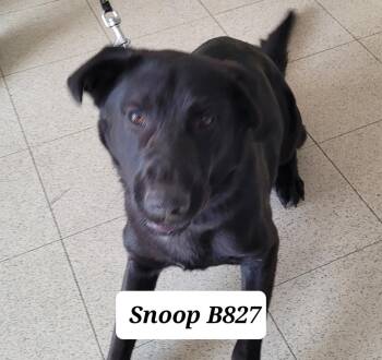 Rescue German Shepherd Dog Dogs for Adoption in Morganton, North Carolina - Snoop | PetCurious