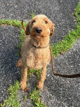 BANANA -  Goldendoodle Dog for Adoption in Fosters, Alabama - BANANA | PetCurious
