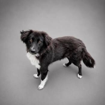 Shaboozie -  Australian Shepherd and Mixed Breed Dog for Adoption in Hardeeville, South Carolina - Shaboozie | PetCurious