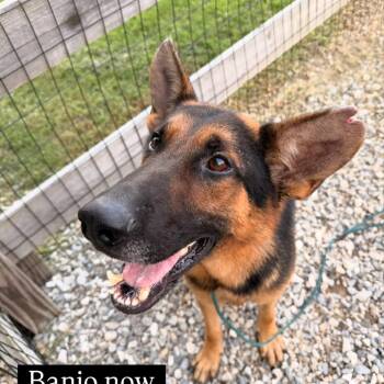 Banjo (Ears) -  German Shepherd Dog Dog for Adoption in Centerville, Tennessee - Banjo (Ears) | PetCurious