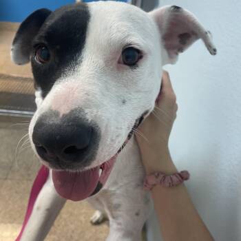 Rescue Pit Bull Terrier Dogs for Adoption in Harlingen, Texas - Sunflower | PetCurious
