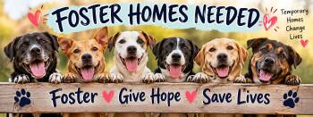 FOSTER HOMES NEEDED -  Mixed Breed Dog for Adoption in Coldwater, Michigan - FOSTER HOMES NEEDED | PetCurious
