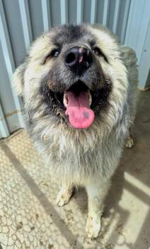 Great Pyrenees Dogs Available for Adoption in Moriarty, New Mexico - Myth | PetCurious