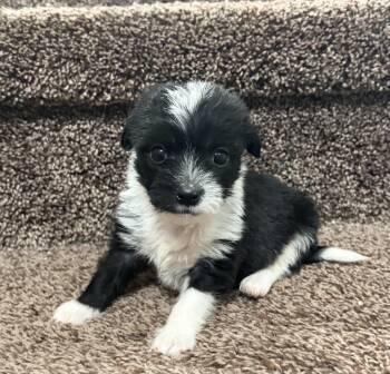 Starsky -  Shih Tzu Dog for Adoption in Penryn, California - Starsky | PetCurious