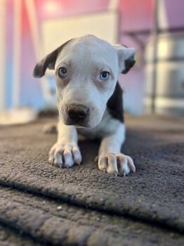 Pit Bull Terrier and Husky Dogs Available for Adoption in Felton, Pennsylvania - Noelle | PetCurious