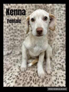 Rescue Beagle and Dachshund Dogs for Adoption in Manchester, Connecticut - Kenna | PetCurious