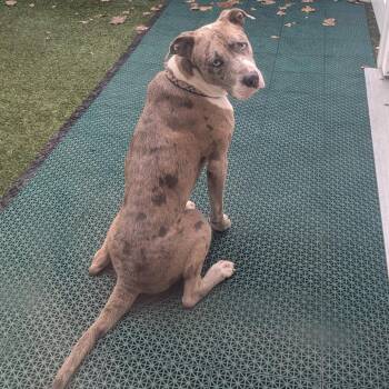 Wolverine -  Mixed Breed Dog for Adoption in Walker, Michigan - Wolverine | PetCurious