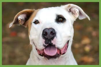 Bryce -  Mixed Breed Dog for Adoption in Amherst, Massachusetts - Bryce | PetCurious