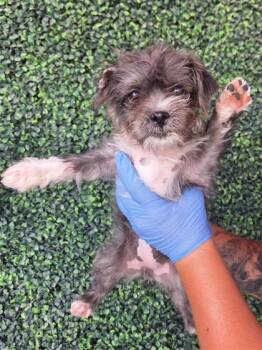 61209991 -  Terrier and Mixed Breed Dog for Adoption in El Paso, Texas - 61209991 | PetCurious
