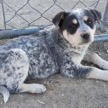 Australian Cattle Dog Blue Heeler and Shepherd Dogs Available for Adoption in Scottsdale, Arizona - Sport | PetCurious